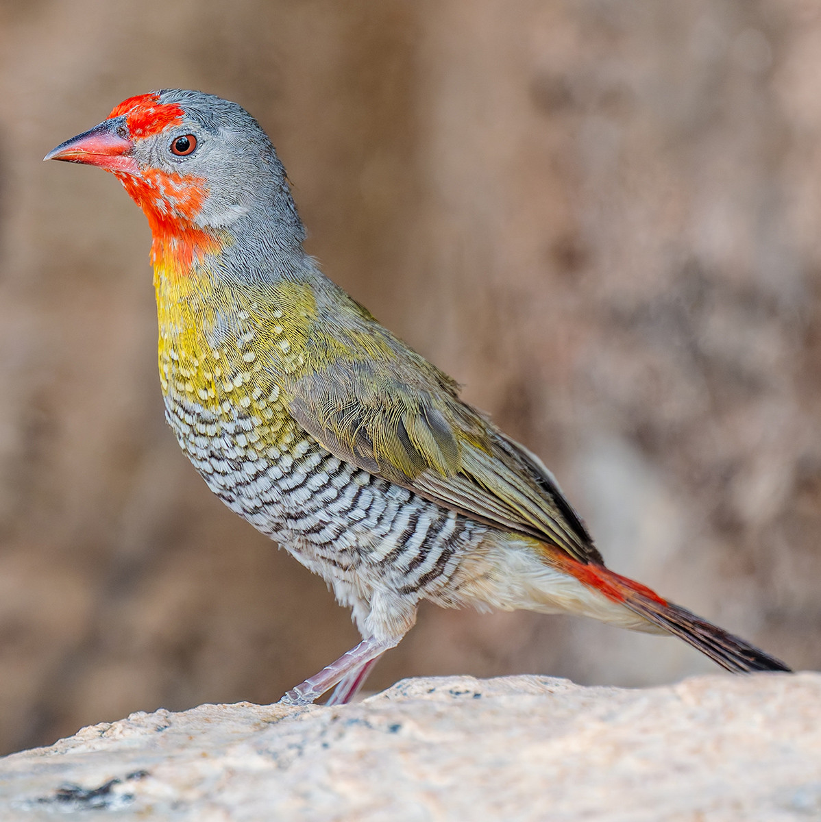 image Green-winged Pytilia